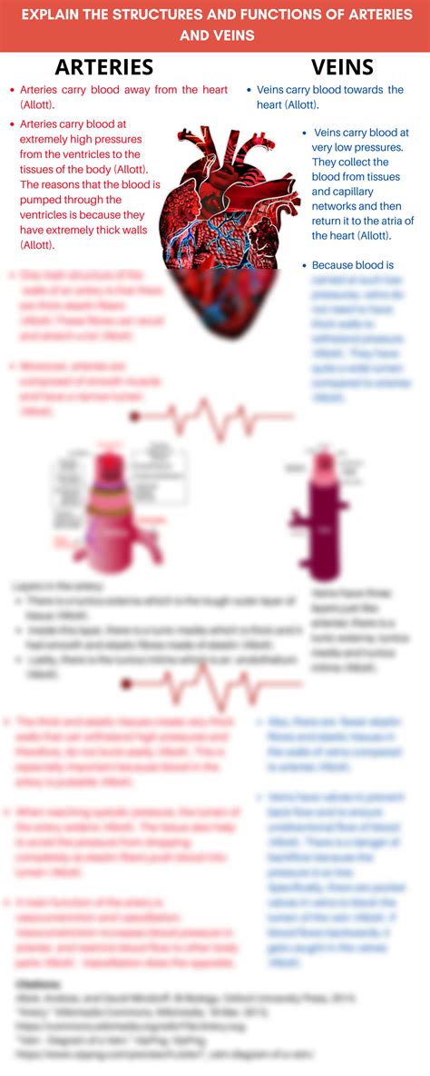 solution structures  arteries  veins infographic studypool