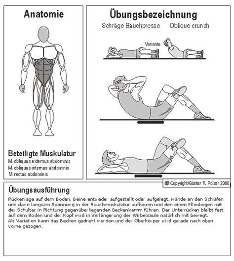 Gesamte Bauchmuskeln Bauchmuskeln Bauch Weg Anatomie