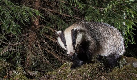 european badger  animal facts appearance diet habitat behavior