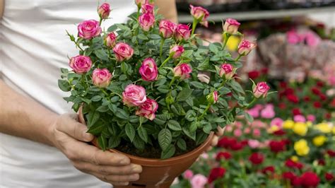 Cu Ndo Regar Las Mini Rosas Gu A Completa Para Su Cuidado