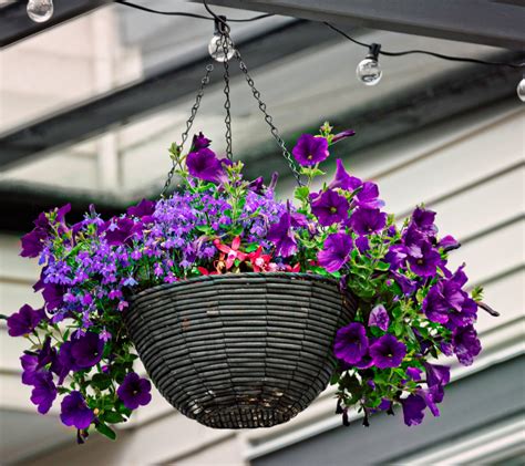 How To Keep Petunias Looking Their Best In Hanging Baskets