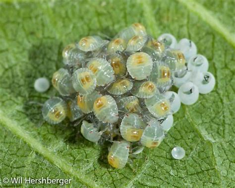 Brown Marmorated Stink Bug Recently Hatched Young Clustered On Egg Mass Halyomorpha Halys