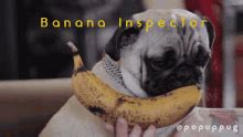 Pug Eating A Banana GIFs | Tenor