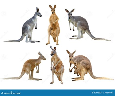 Kangaroo Isolated Stock Image Image Of Marsupial Looking 35118031