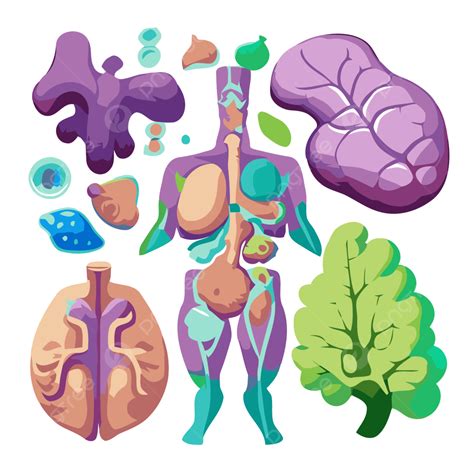 Sistema Endocrino Vector Png Pegatina Clipart Saludable Del Cuerpo