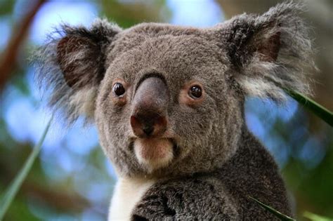 Premium Photo | Close-up portrait of koala