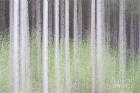 Dreamy Trees 2 Photograph By Patty Colabuono Fine Art America