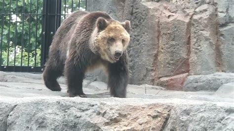 「土を知らないクマのために」旭山動物園にできた「えぞひぐま館」 人との共生を目指し大自然を再現した園長の思い｜まいどなニュース