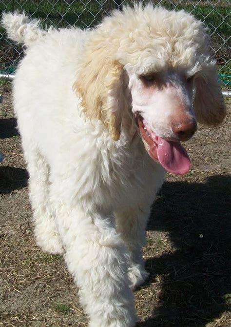 Akc Registered Standard Cream Male Poodle Puppy Very Large In