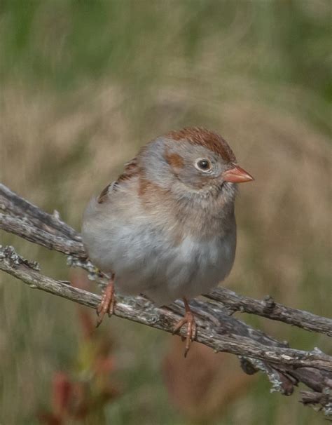 Identification of 11 Sparrow Species: a Photographic Guide | Miles Hearn