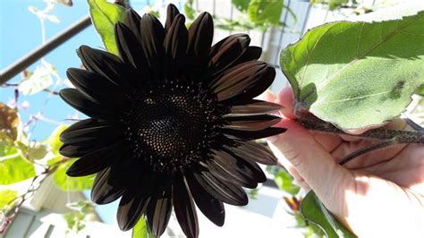 4 Ways To Dry Sunflowers Wikihow