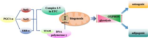 The Role Of Mitochondrial Biogenesis In The Differentiation Of Mscs