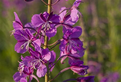 Кипрей. | По среди России, на краю города. | Вадим Михайлин | Flickr