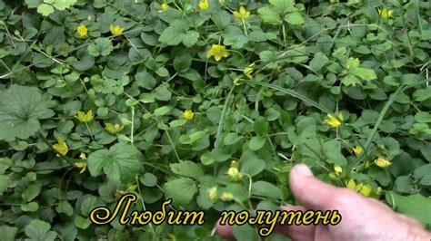 Почвопокровное растение. Вербейник монетчатый или луговой чай - YouTube