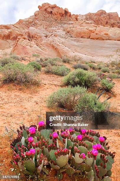 Nevada Desert Flowers Photos and Premium High Res Pictures - Getty Images