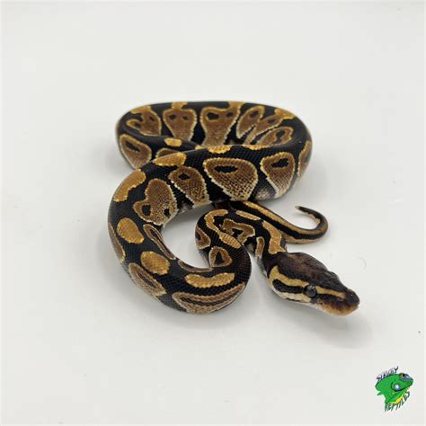 assorted piebald ball python baby large lot pricing equal mix
