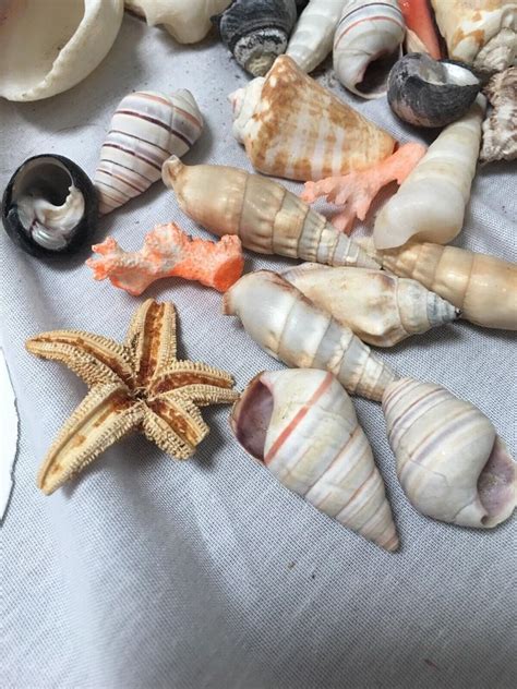 Lot Of Natural Sea Shells, Sand Dollar & A Starfish | EstateSales.org