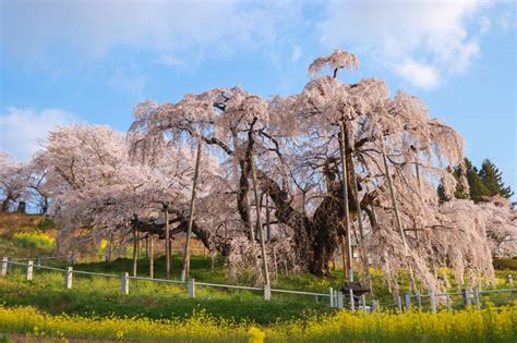 滝桜 開花情報 Find！三春 【みはる観光協会～福島県三春町】