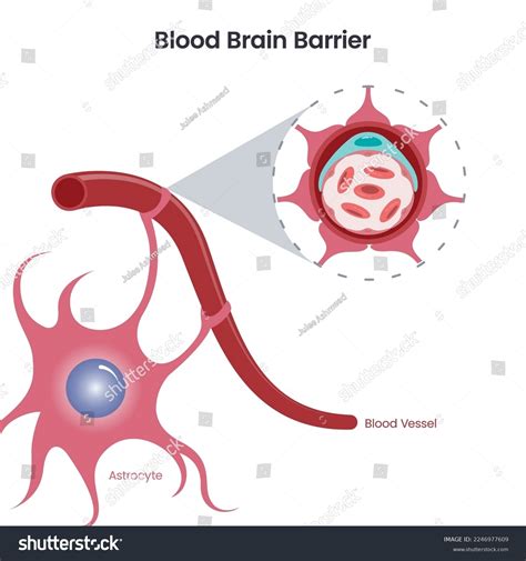 Blood Brain Barrier Bbb Ilustración Vectorial Vector De Stock Libre