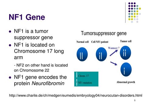 PPT - NF1: Tumor Suppressor Gene PowerPoint Presentation, free download ...