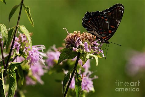 Red Spotted Purple Butterfly Photograph By Jt Lewis Fine Art America