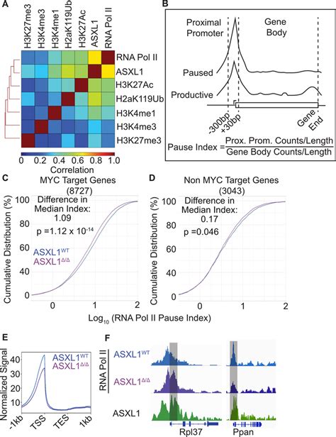 ASXL1 Deletion Leads To An Increase In RNAPII Pause Release A Spearman