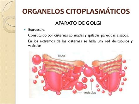 Aparato de Golgi