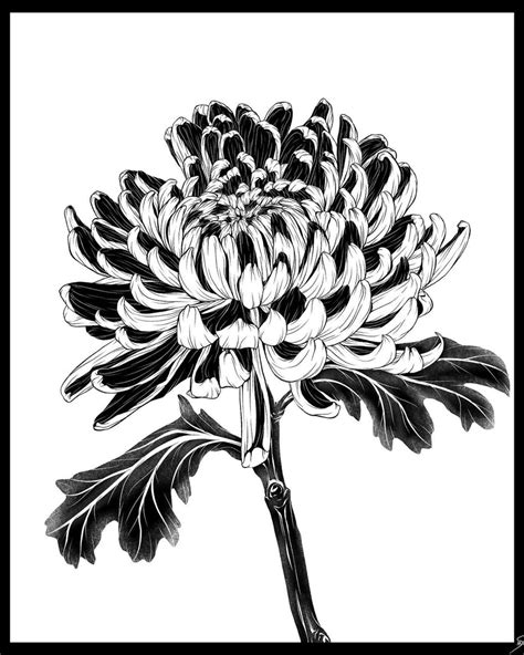 30 Best Chrysanthemum Illustration Ideas You Should Check