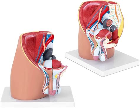 Uigjiog Male Reproductive System Model Pelvis Pelvic Cavity 3d Male Sagittal Anatomy 3 Pcs Male