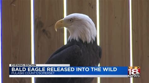 Juvenile Bald Eagle Released Into The Wild