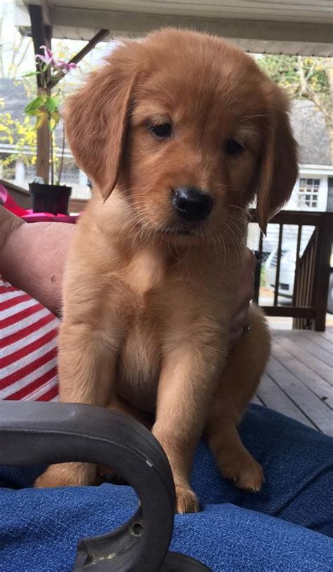 Red Golden Retrievers Puppies