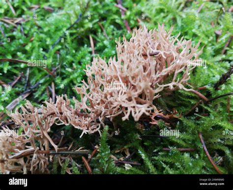 Coral Fungi Ramaria Fungi Stock Photo Alamy