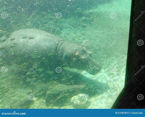 Hippo stock image. Image of hippo, underwater, hippopotamus - 57387815