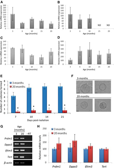 Characterization Of Oogonial Stem Cells In Adult Mouse Ovaries With Age