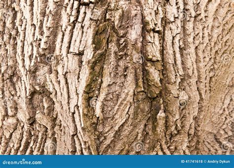 Bark of walnut tree stock photo. Image of brown, tree - 41741618