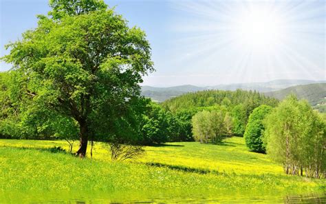 Hintergrundbilder X Px Blumen Wald Gras Gr N Wiese