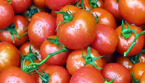 Kulinarek™: POMIDORY