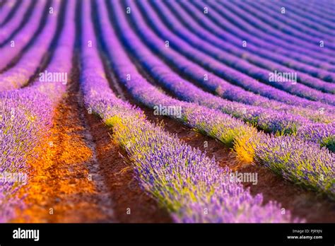 Lavender Cultivation Fields Stock Photo Alamy