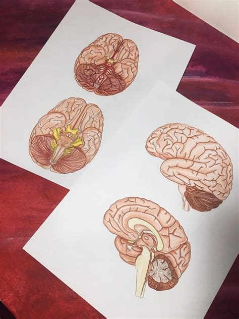 BUNDLE : Diagrams of the Brain and the Skull Med School, Pre-med, Nursing School, Dental School ...