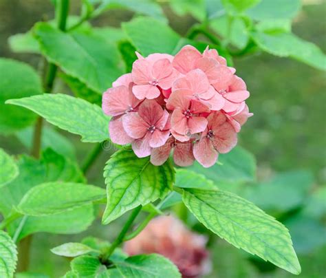 Orange Hydrangea Hortensia Flower Green Plant Bush Close Up Stock