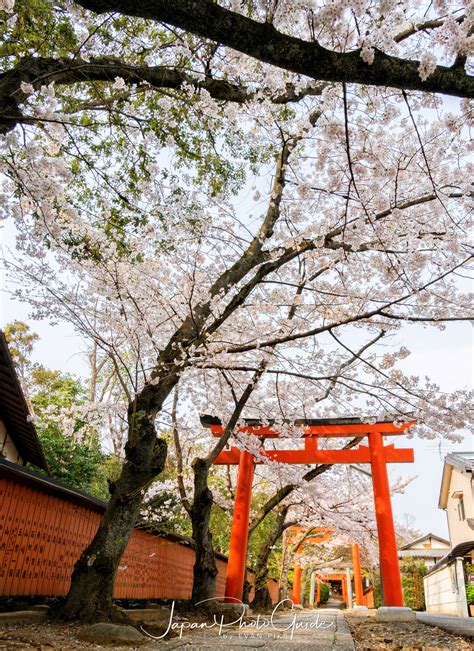 2019 Cherry Blossom Photo Tour | Kyoto | Japan Photo Guide Japan Photo Guide