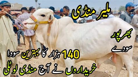 Malir Mandi Karachi Cattle Rates Update After Eid 25 April 2023 Cow