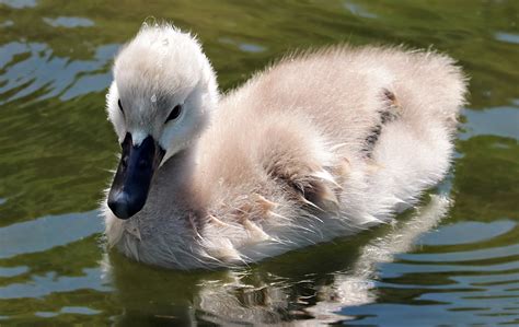 Free picture: young, feathers, animal, bird, duck, water