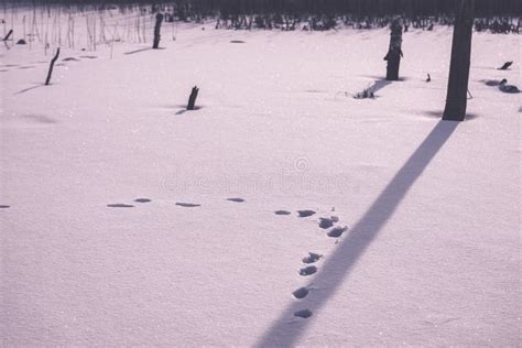 Frozen Naked Dry And Dead Forest Trees In Snowy Landscape Vint Stock Photo Image Of Snow