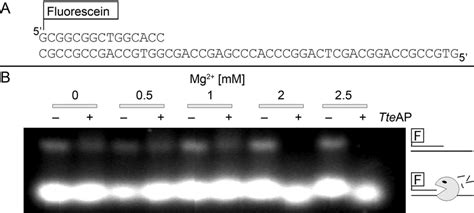 3'-5' exonuclease activity assay using DNA with 5' overhang. (A ...