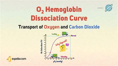 Transport of Oxygen and Carbon Dioxide | O2 Hemoglobin Dissociation ...