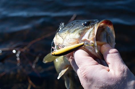 The Difference Between Largemouth And Smallmouth Bass Gone Fishing Guide