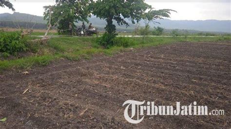 Padahal Harga Beras Mahal Petani Di Jember Gamang Tanam Padi Ratusan