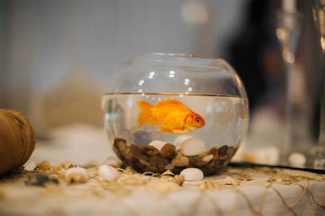 Goldfish Tank Decorations