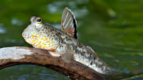 The most interesting species on Earth and their peculiar properties ...